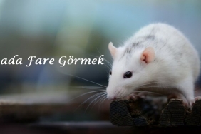 Rüyada Fare Görmek 