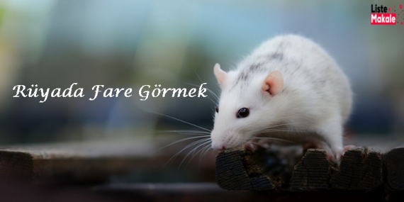 Rüyada Fare Görmek 