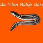 Rüyada Yılan Balığı Görmek 