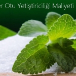 Şeker Otu Yetiştiriciliği Maliyeti Nedir? 