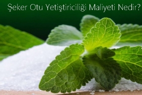 Şeker Otu Yetiştiriciliği Maliyeti Nedir? 