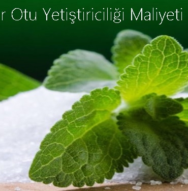 Şeker Otu Yetiştiriciliği Maliyeti Nedir? 