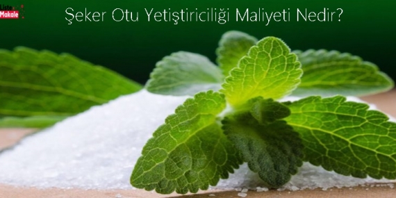 Şeker Otu Yetiştiriciliği Maliyeti Nedir? 