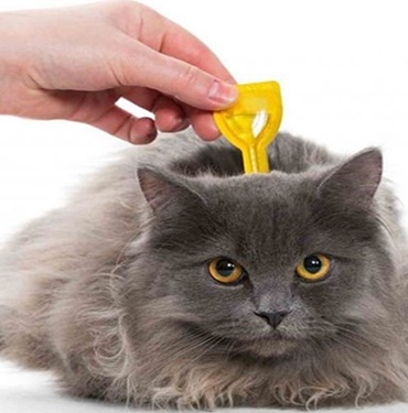 Hayvanlarda Parazit Belirtileri Nedenleri Ve Tedavisi 