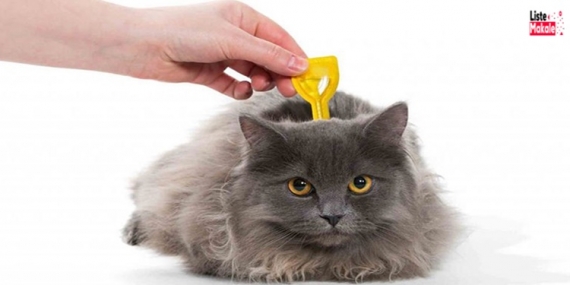 Hayvanlarda Parazit Belirtileri Nedenleri Ve Tedavisi 