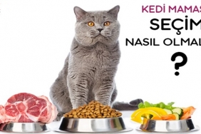 Kedi Maması Seçimi Nasıl Yapılmalıdır? 