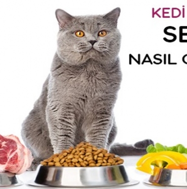 Kedi Maması Seçimi Nasıl Yapılmalıdır? 