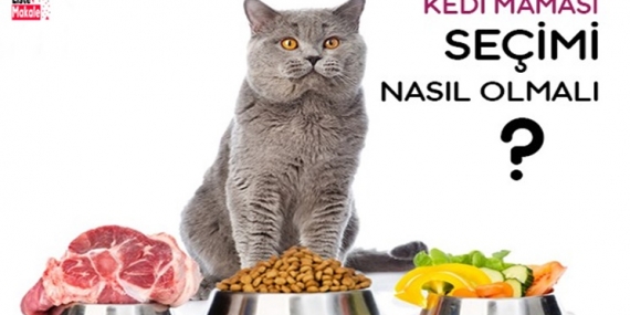 Kedi Maması Seçimi Nasıl Yapılmalıdır? 