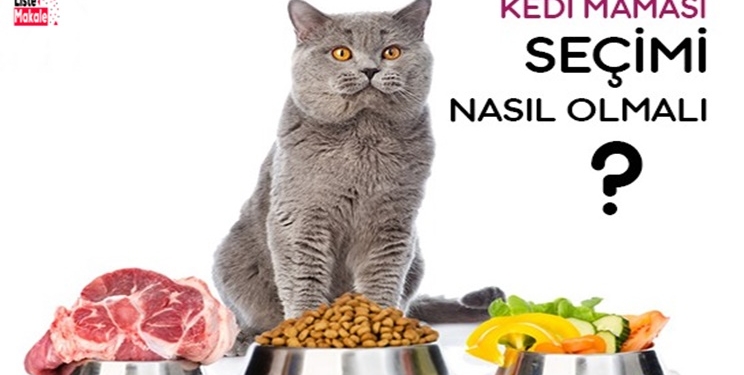 Kedi Maması Seçimi Nasıl Yapılmalıdır? 