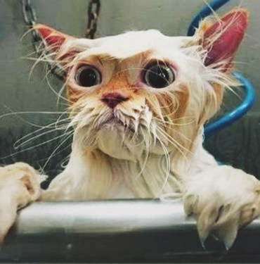 Kediler Nasıl Yıkanır? 