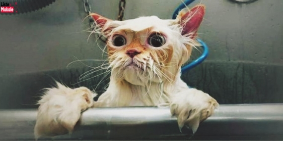 Kediler Nasıl Yıkanır? 