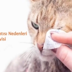 Kedilerde Göz Akıntısı Nedenleri ve Tedavisi 