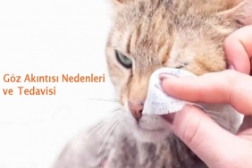 Kedilerde Göz Akıntısı Nedenleri ve Tedavisi 