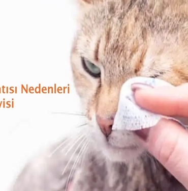 Kedilerde Göz Akıntısı Nedenleri ve Tedavisi 
