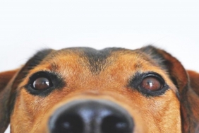 Köpeğin Gözü Neden Çapaklanır? 