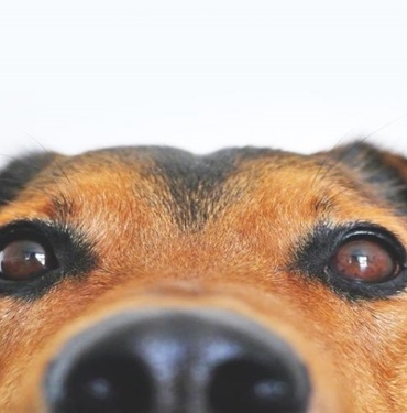 Köpeğin Gözü Neden Çapaklanır? 