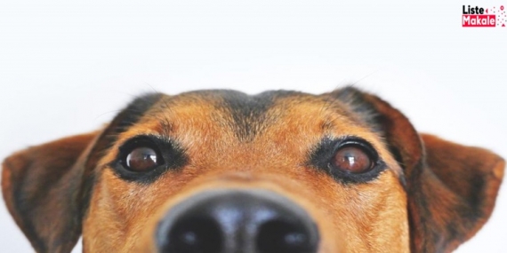 Köpeğin Gözü Neden Çapaklanır? 