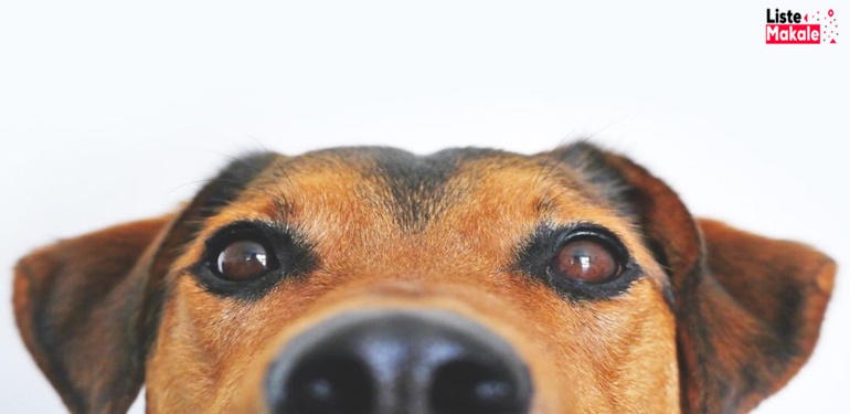 Köpeğin Gözü Neden Çapaklanır? 