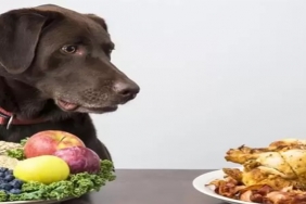 Köpeklere Verilmemesi Gereken Yiyecekler 
