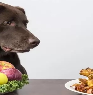 Köpeklere Verilmemesi Gereken Yiyecekler 