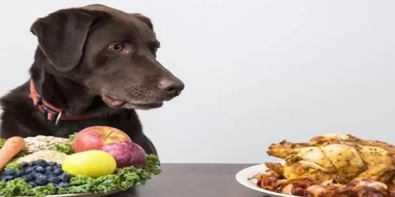 Köpeklere Verilmemesi Gereken Yiyecekler 