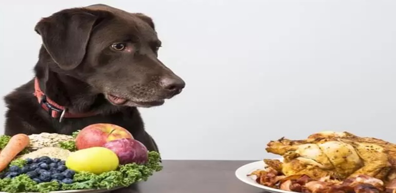 Köpeklere Verilmemesi Gereken Yiyecekler 
