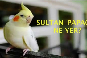 Sultan Papağanı Ne Yer? 