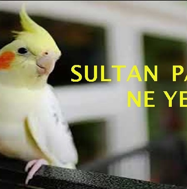 Sultan Papağanı Ne Yer? 