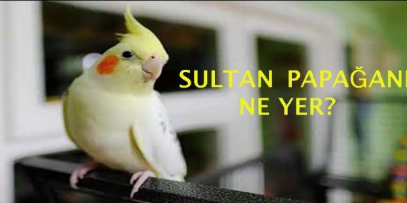 Sultan Papağanı Ne Yer? 