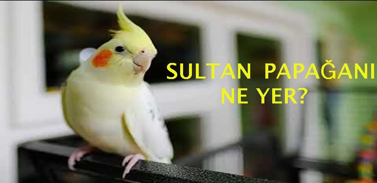 Sultan Papağanı Ne Yer? 