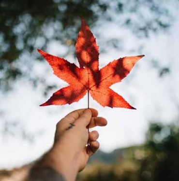 Kanada Dil Okulları