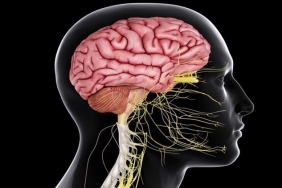 Sinir Sistemi Nedir?