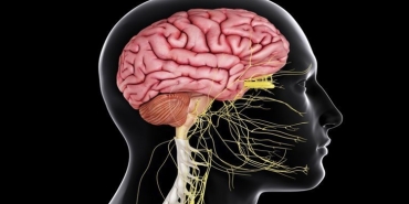 Sinir Sistemi Nedir?