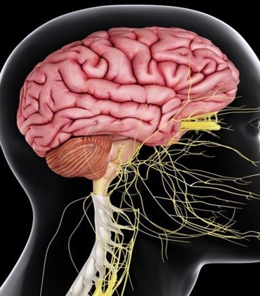 Sinir Sistemi Nedir?