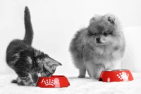 Köpeklerde aşırı uyuma