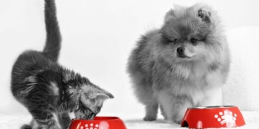 Köpeklerde aşırı uyuma