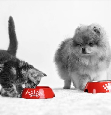 Köpeklerde aşırı uyuma