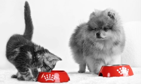 Köpeklerde aşırı uyuma