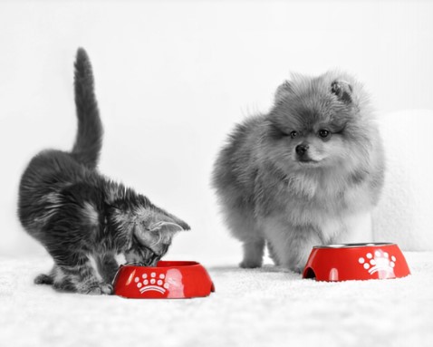 Köpeklerde aşırı uyuma