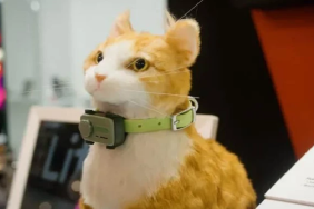 evcil bilgiler sitesi 2