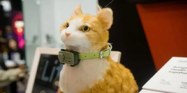 evcil bilgiler sitesi 2