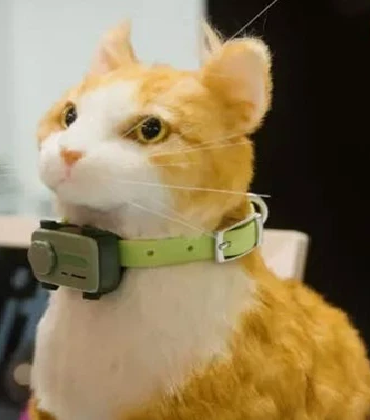 evcil bilgiler sitesi 2