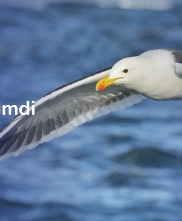 Yeminli Tercüman Ücreti - Tercüme Bürosu